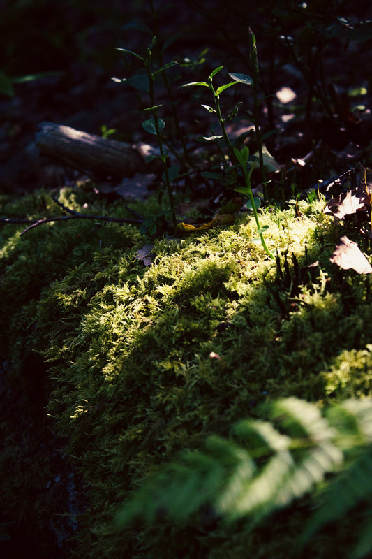 Oakmoss Diffuser - KIHO NEW YORK