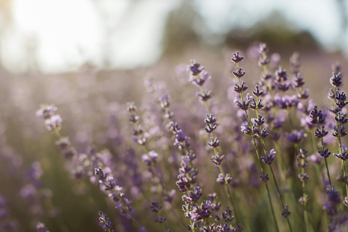 Lavender Diffuser - KIHO NEW YORK