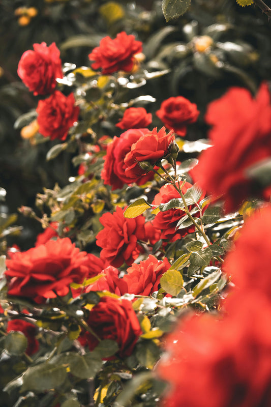 Limited Edition Rhubarb Rose Candle