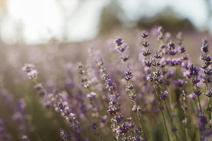 Lavender Diffuser - KIHO NEW YORK