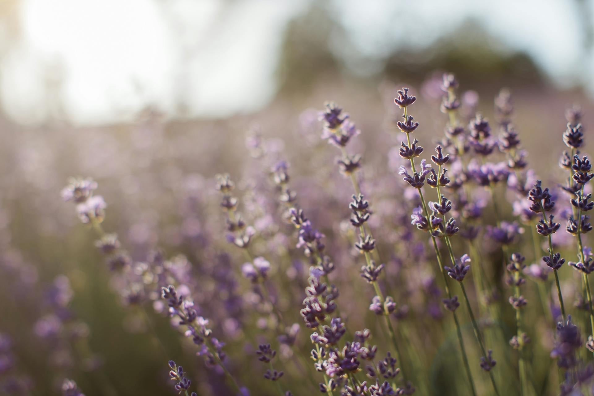 Lavender Hand Lotion - KIHO NEW YORK