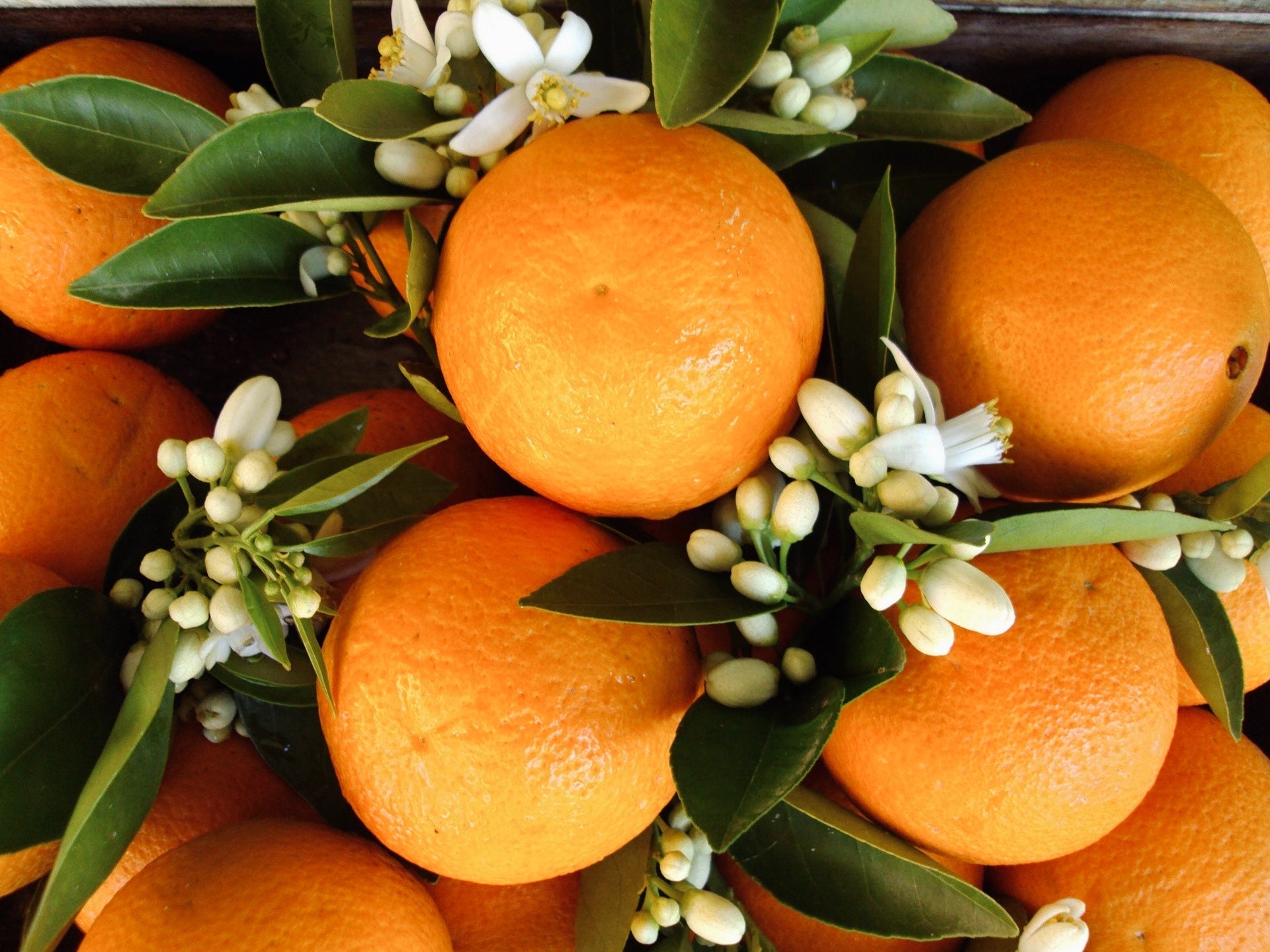Neroli Basil Hand Wash - KIHO NEW YORK