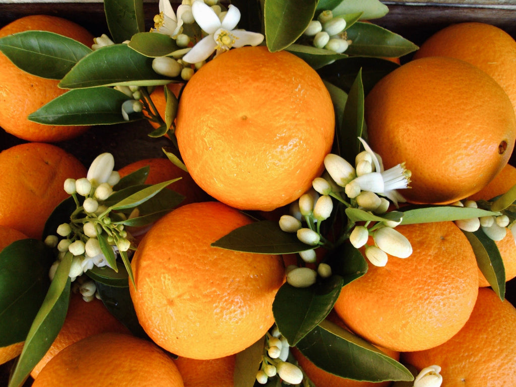 Neroli Basil Hand Lotion - KIHO NEW YORK