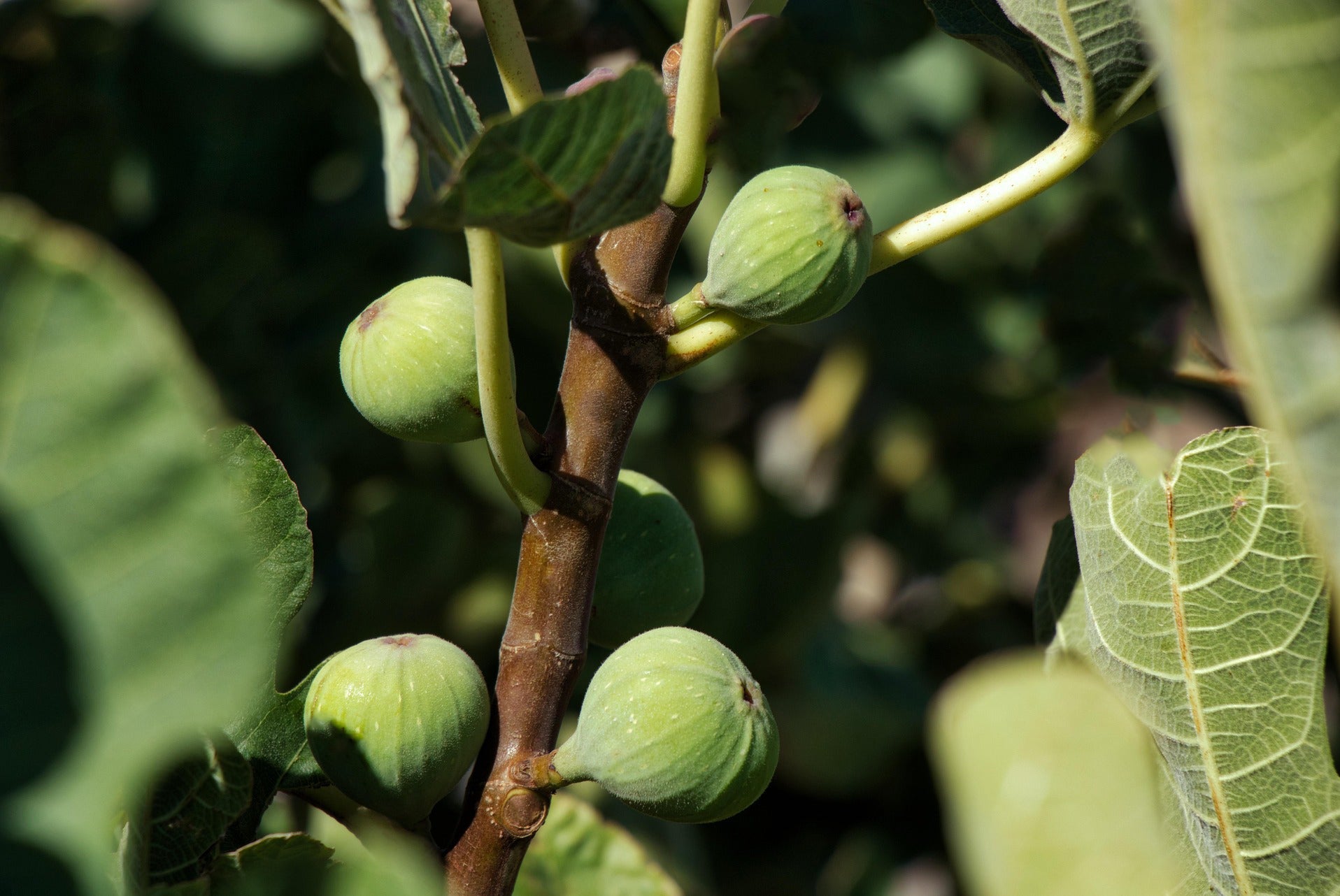 Green Fig Hand Lotion