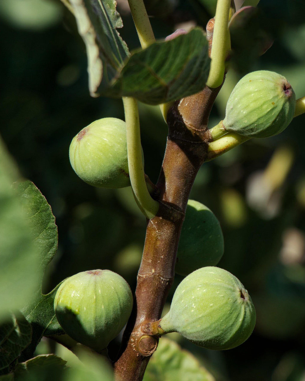 Green Fig Body Butter
