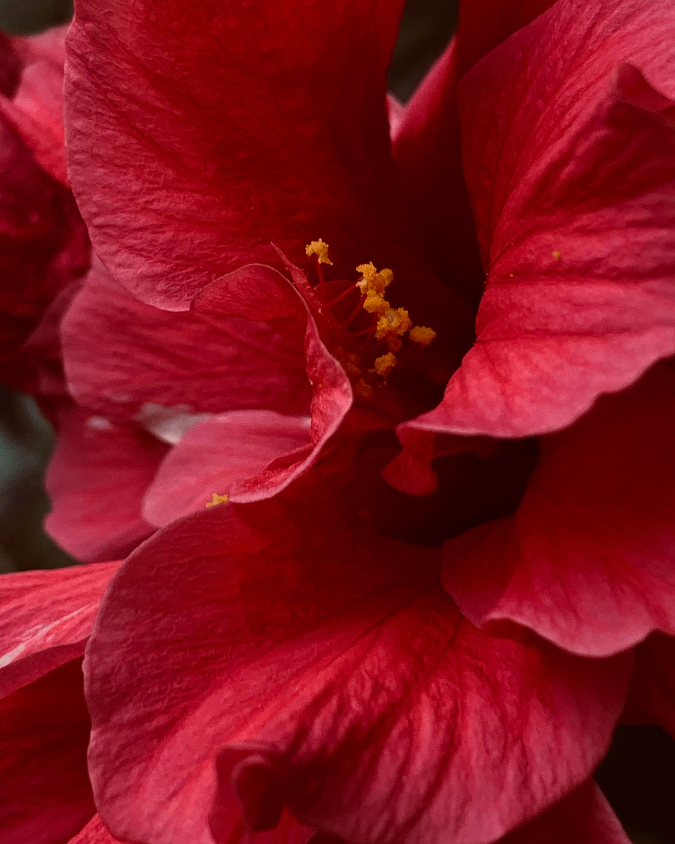 Limited Edition Hibiscus Rose Candle