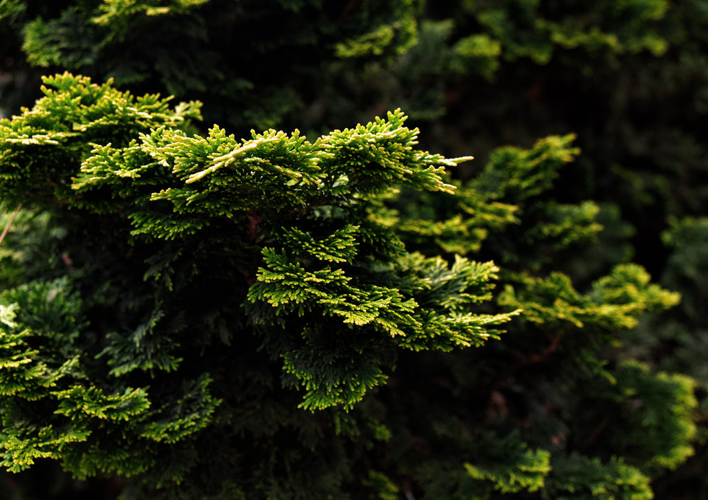 Hinoki Hand Wash