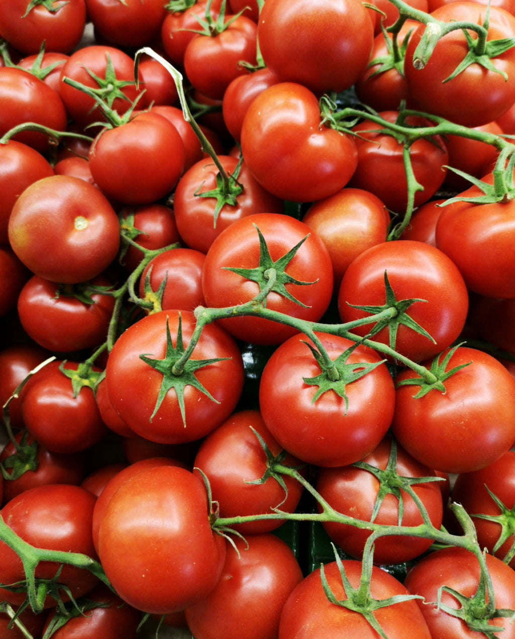 KIHO-TOMATO LEAF
