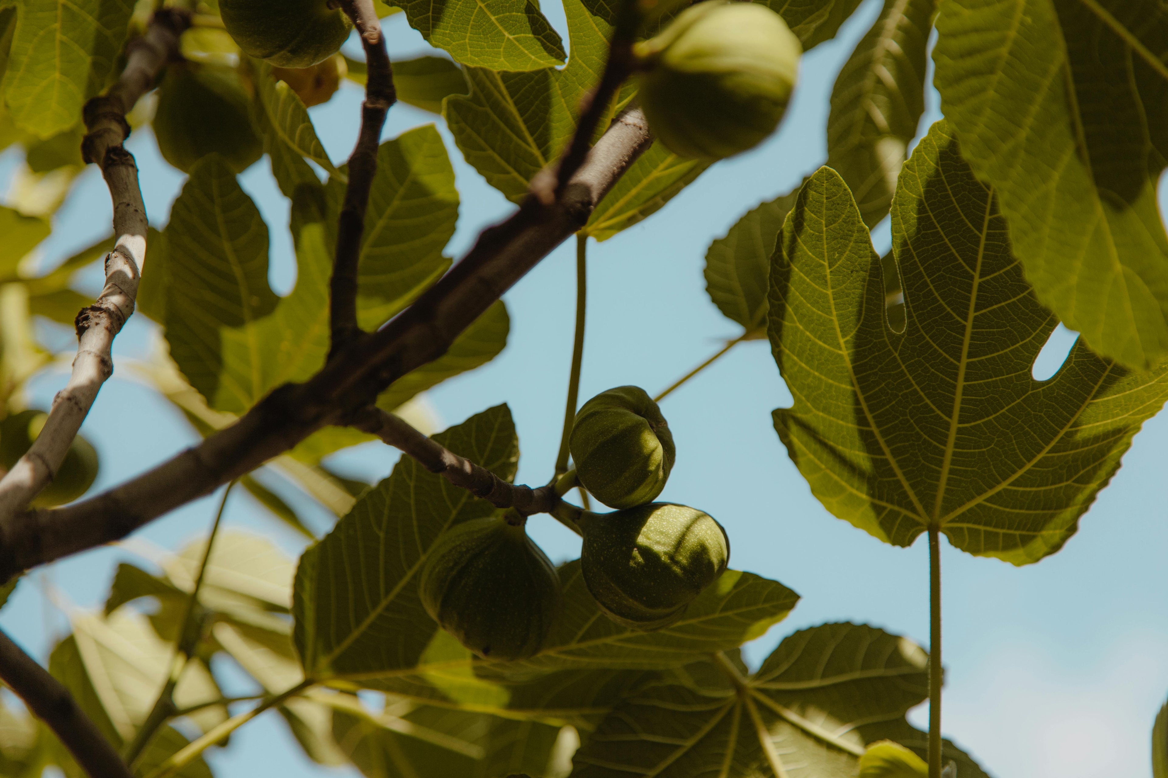 KIHO-WILD FIG GINGER