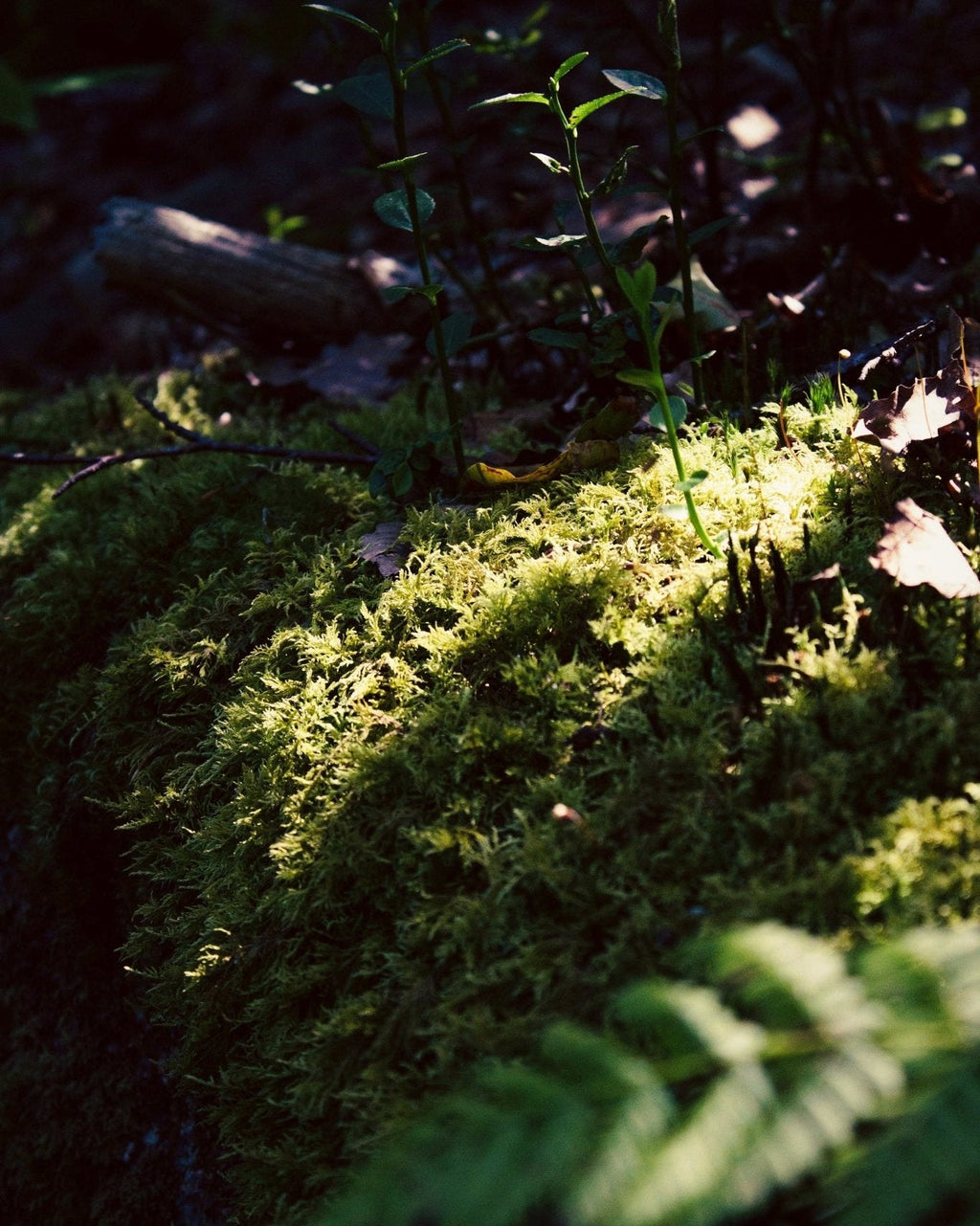 Oakmoss Travel Candle - KIHO NEW YORK