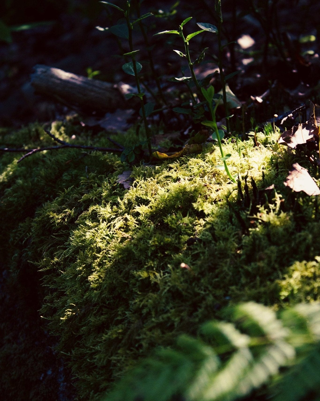 Oakmoss Travel Candle - KIHO NEW YORK
